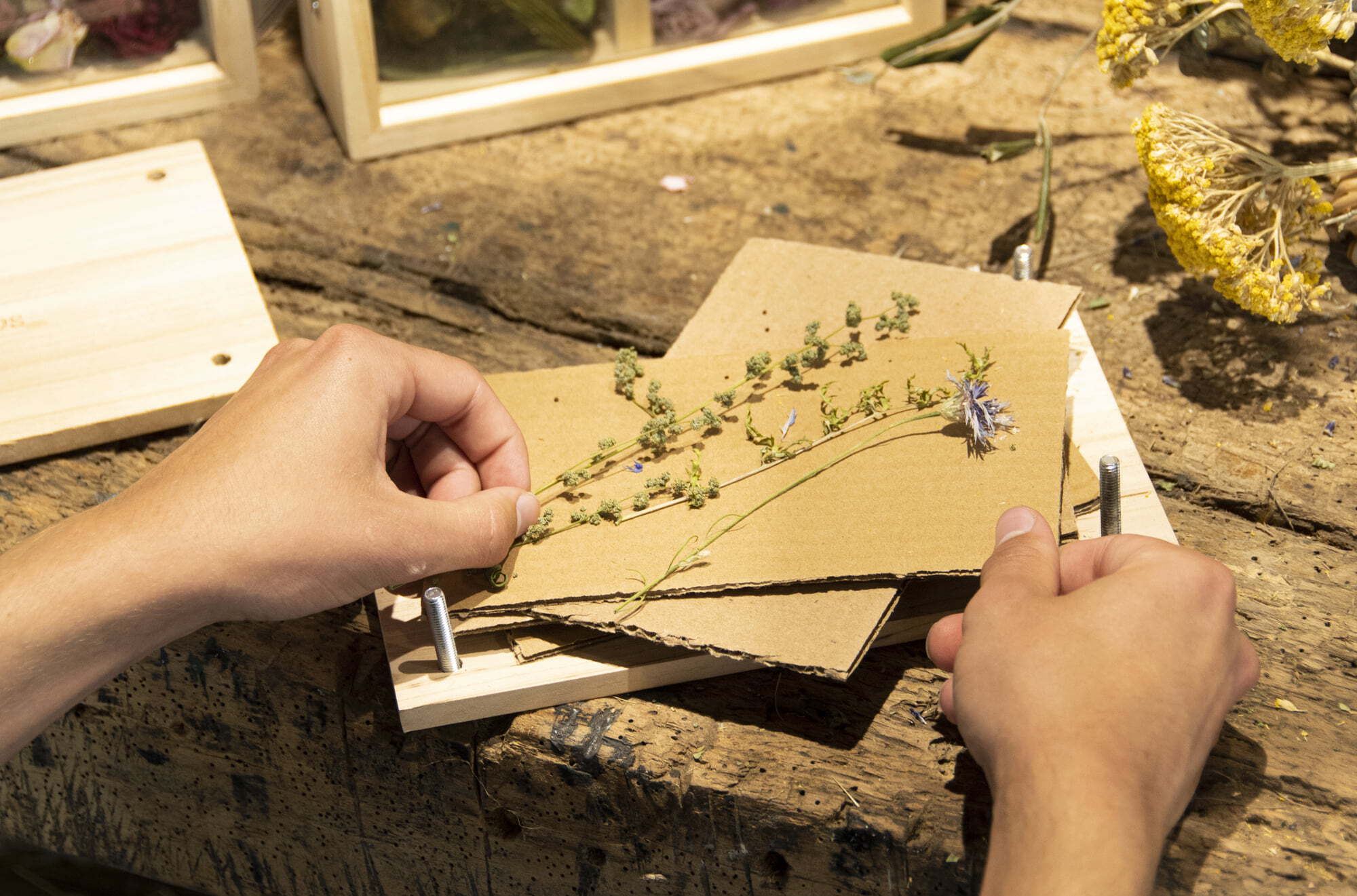 FH006 Blumen und Kräuterpresse 4